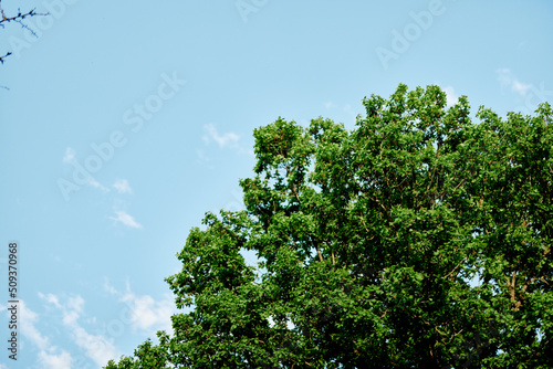 Spring green leaves on a tree against a blue sky,