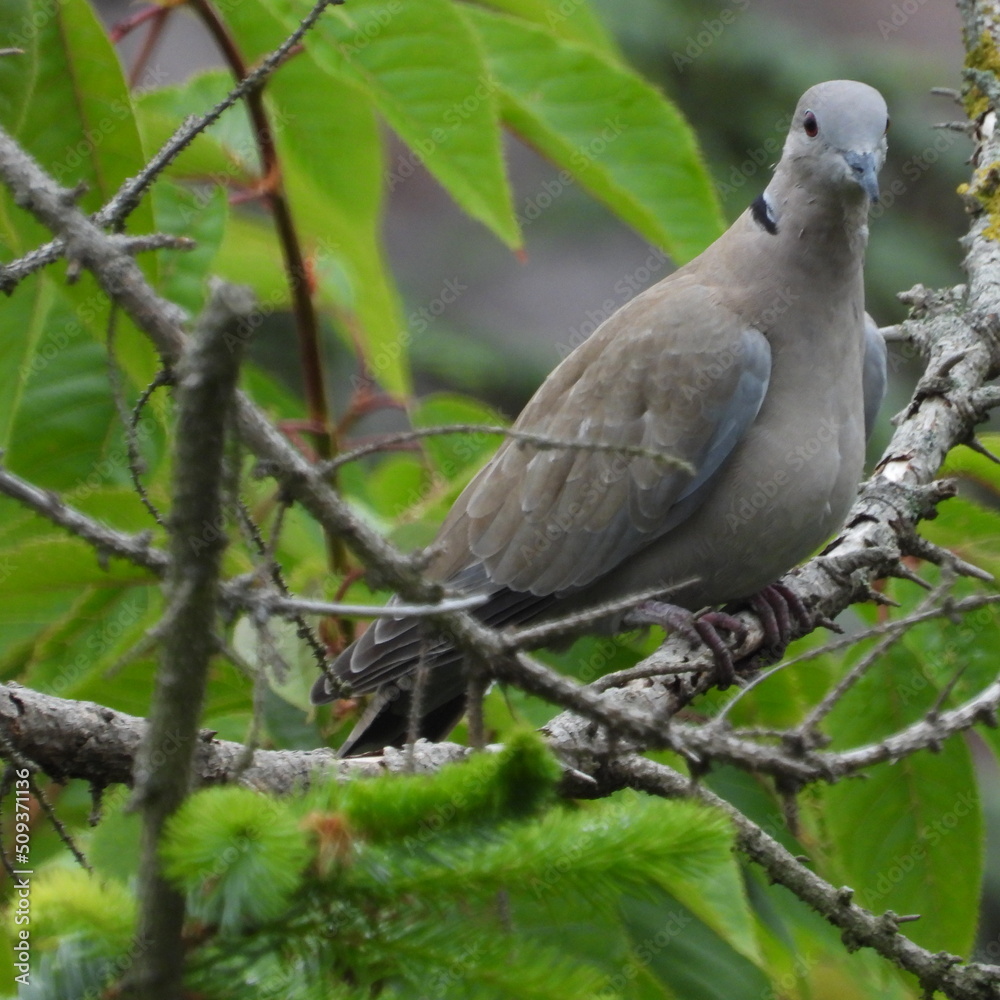 Fototapeta premium tourterelle