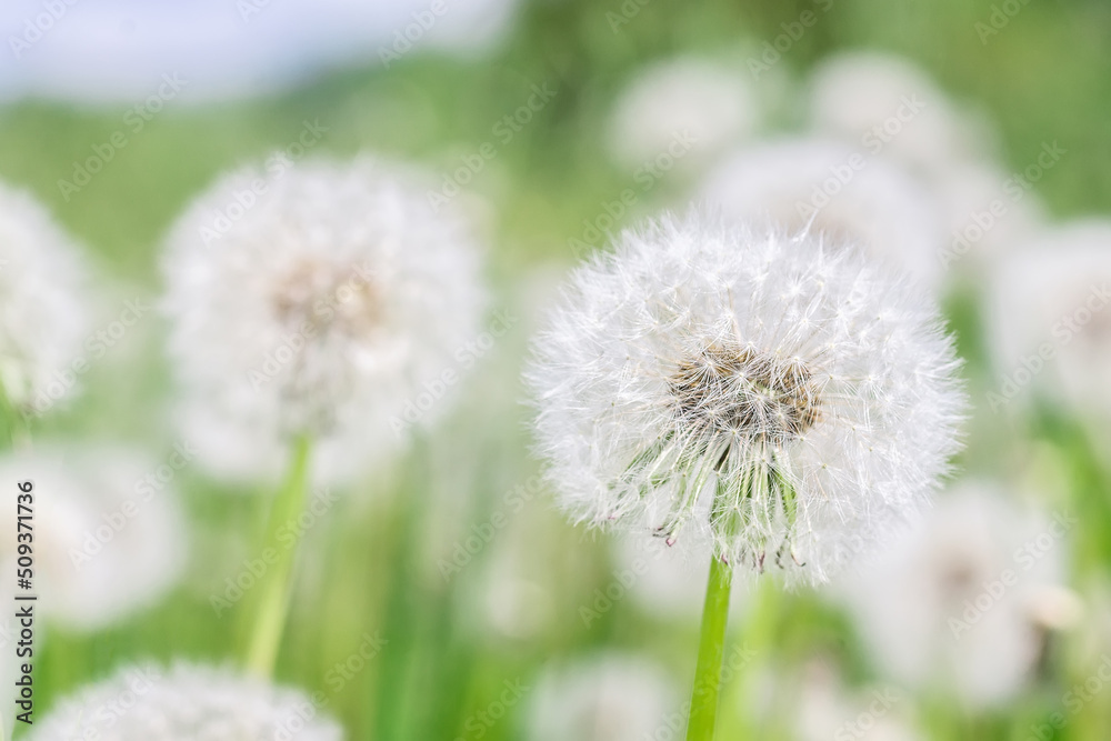 Dandelion seed pod in a beautiful background Dandelion seed pod in a beautiful background