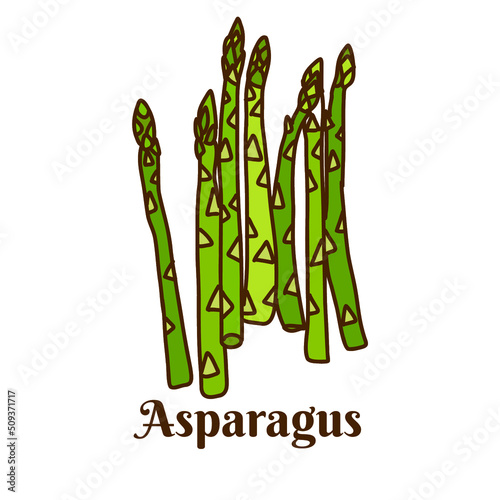 Hand drawn flat cartoon vector illustration of green asparagus isolated on white background