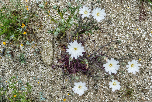 The white flowers of the desert chicory (Rafnesquia neomexicana) in the Sonoran desert, Anza-Borrego Desert Park, California, USA.
 photo