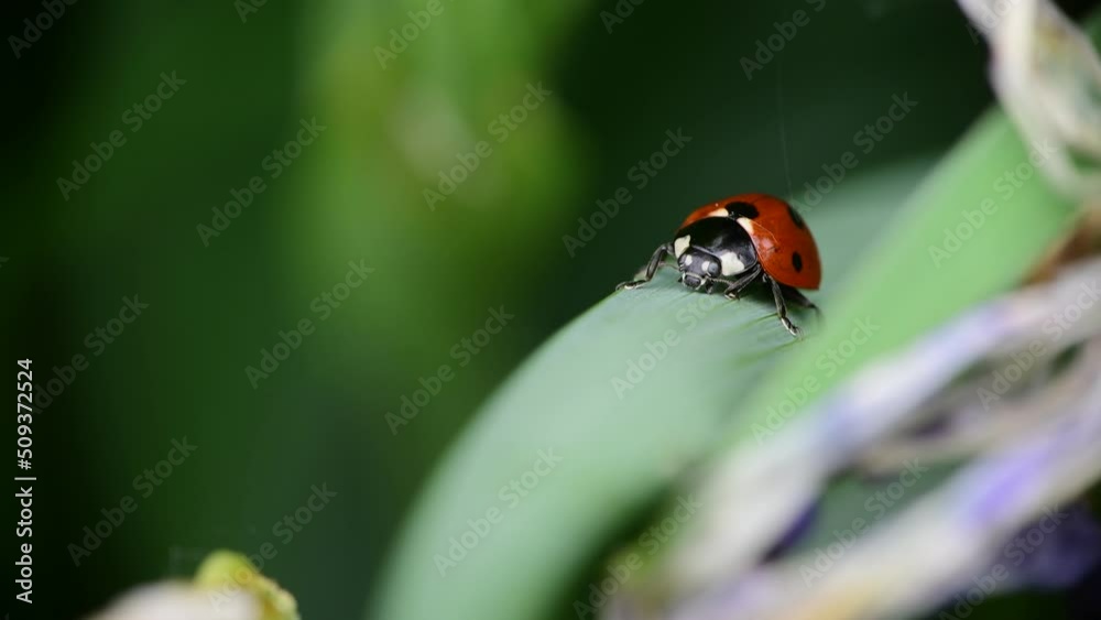 Nice close up shot of ladybug sitting on green grass with bokeh, macro collection, summer time insects and nature Nice close up shot of ladybug sitting on green grass with bokeh, macro collection, summer time insects and nature