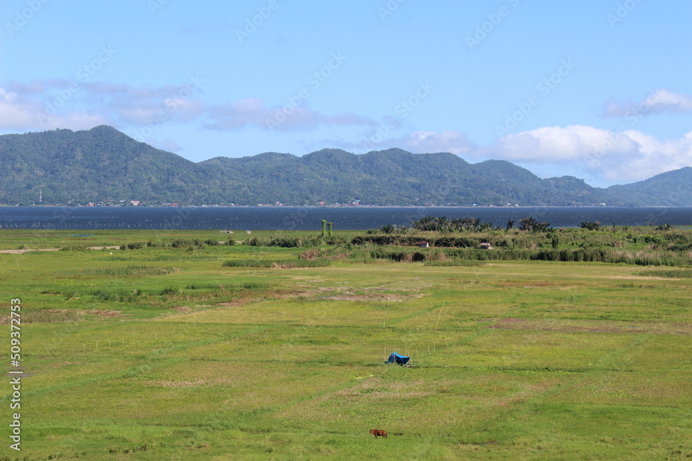 Obraz premium landscape with cows