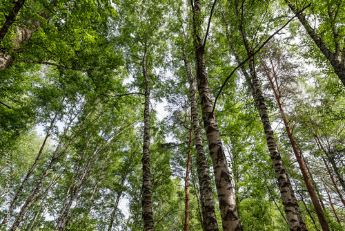 Bottom-up view of the crown of tall trees