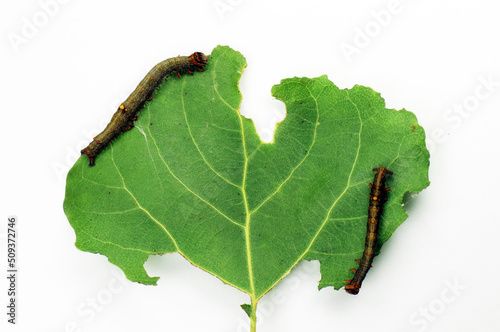 Moth caterpillars on a leaf with holes and damage isolated on white. A leaf of a tree damaged by pests and caterpillars on it. Larvae of Catocala electa on a poplar leaf close-up.