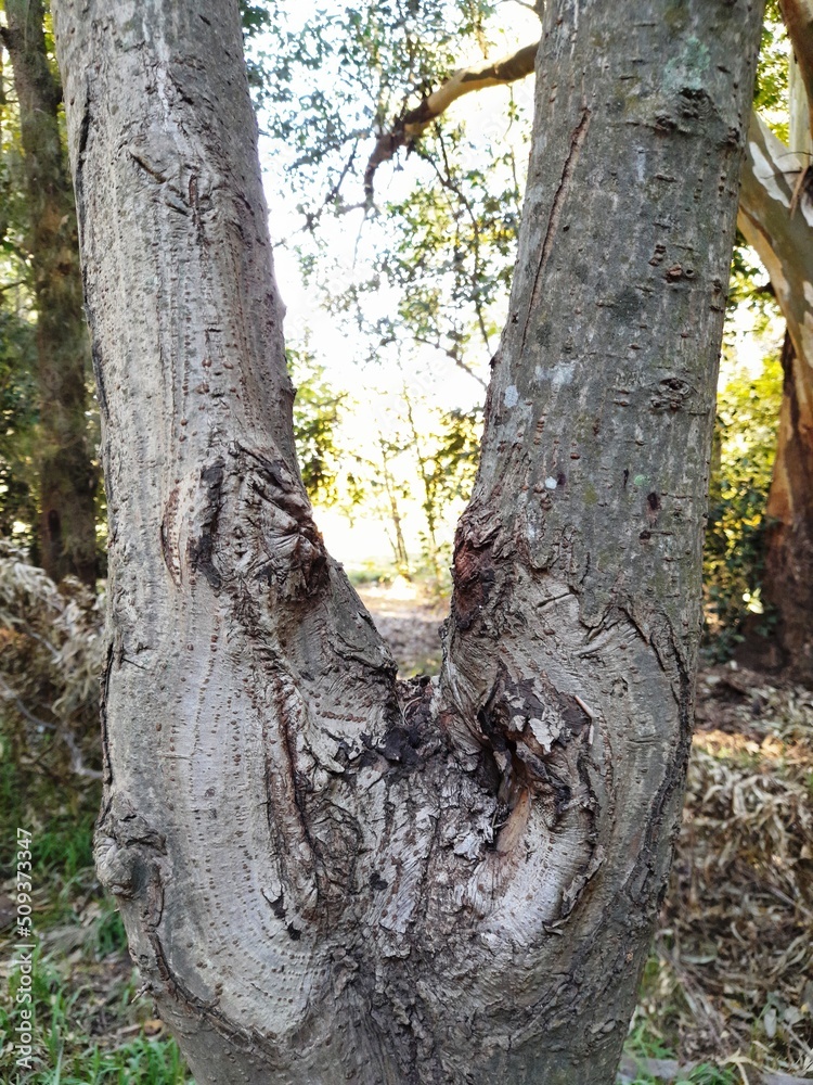 Fototapeta premium Tronco del àrbol de Abeto en el parque de la ciudad en forma de triàngulo con nudos y grietas en su base texturizada, presenta un original diseño natural abstracto con fondo de las hojas del bosque