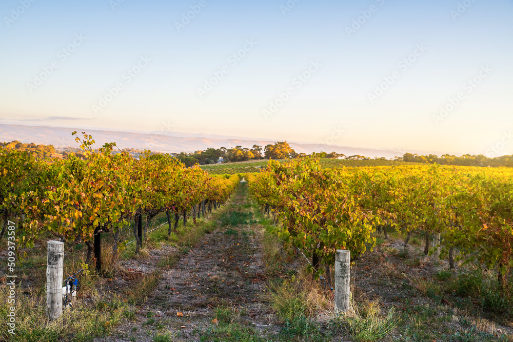 Grape vines in McLaren Vale at sunset, South Australia.