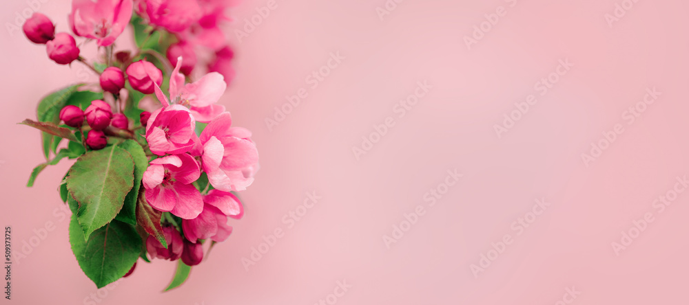 apple tree branch in bloom on a pink background banner, space for text, spring time