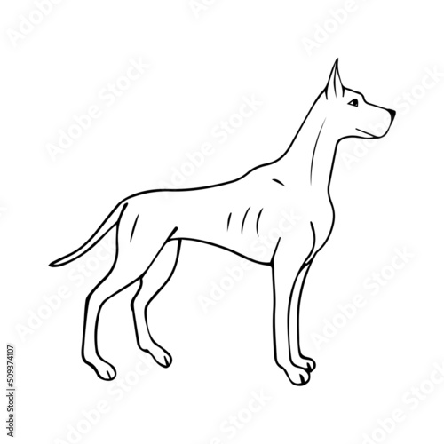 Vector hand drawn doodle sketch great dane dog isolated on white background