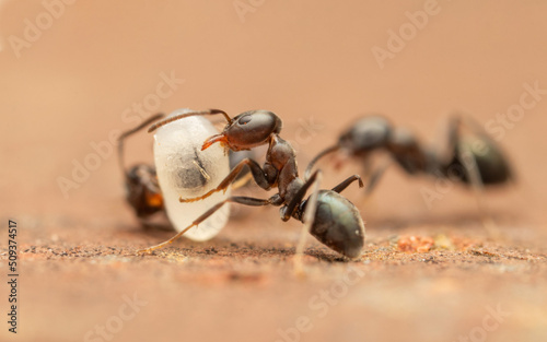 Ant carrying an egg