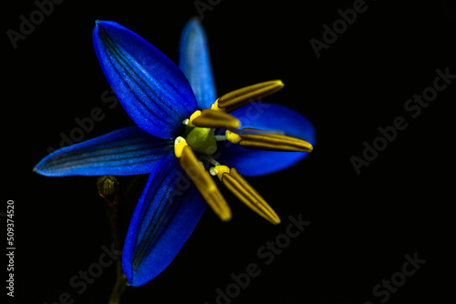 Blue flower on a black background