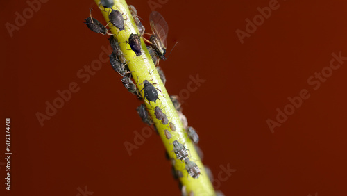 Pulgones sobre planta. photo