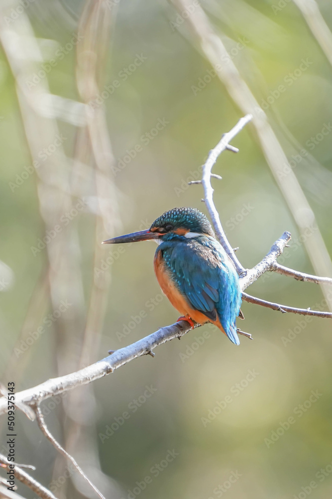 Naklejka premium カワセミ