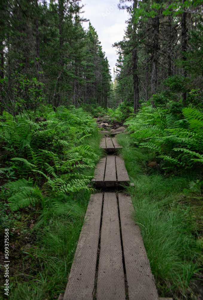 Obraz premium boardwalk path in the forest