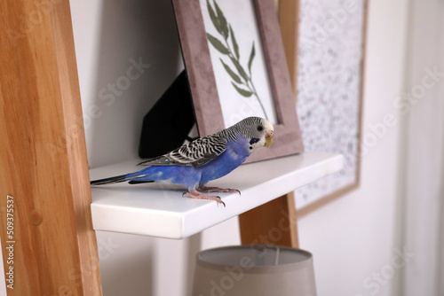 Slika na platnu Beautiful light blue parrot on shelf indoors. Cute pet