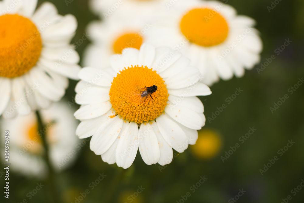 Obraz premium daisy in the garden