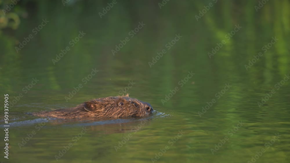 A Eurasian beaver swimming in the morning A Eurasian beaver swimming in the morning