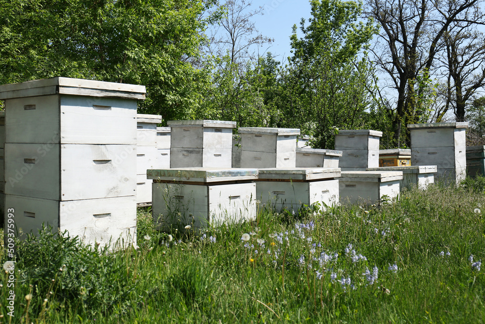 Many white bee hives at apiary on spring day Many white bee hives at apiary on spring day