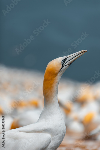 Gannet bird ocean shore