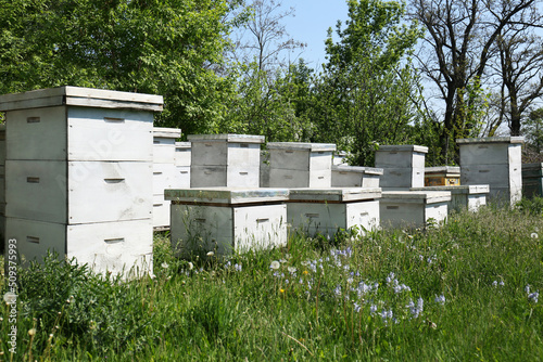 Many white bee hives at apiary on spring day © New Africa