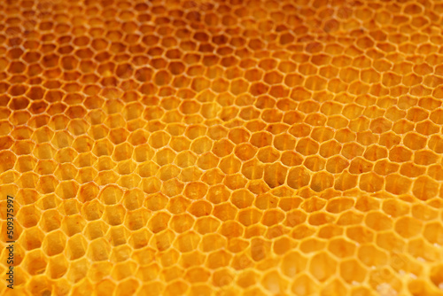 Texture of empty honeycomb as background, closeup view
