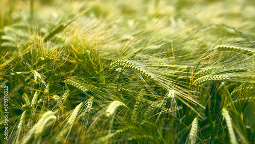 Field of beautiful golden-green barley