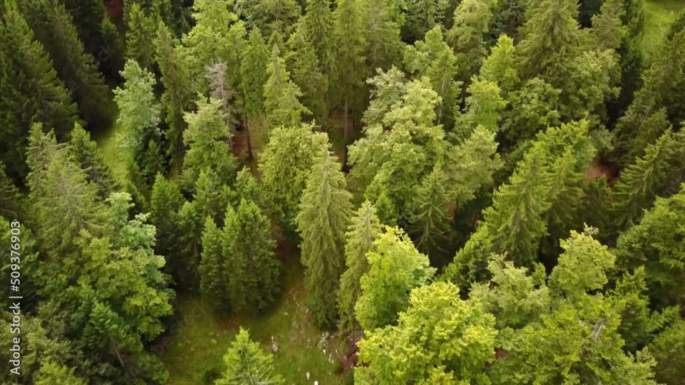 Top view of some fir trees, aerial shot, swiss alps. Top view of some fir trees, aerial shot, swiss alps.