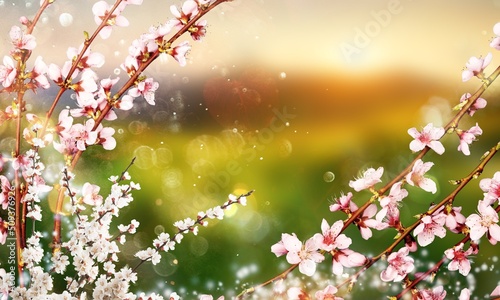 Foto Blooming spring almond tree flowers