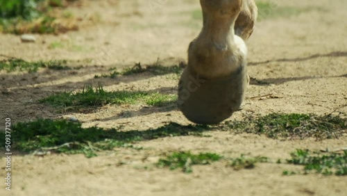 close up horse hooves walking in slow motion.4K photo