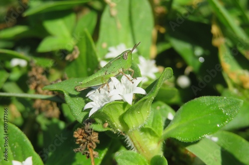 Green tropical grasshopper on white richardia flowers in Florida nature © natalya2015