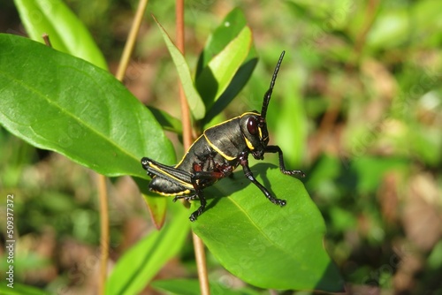 Black tropical grasshopper on leaf in Florida wild, closeup