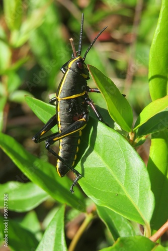 Obraz na plátne Black grasshopper on a leaf in Florida nature