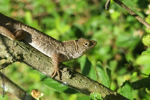Brown tropical lizard on a branch in Florida wild, closeup © natalya2015