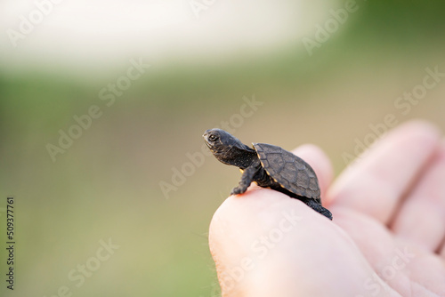 Little turtle is on arm on a blurry green background. Copyspace. 
