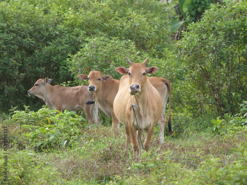 image of herds of cows and calf
