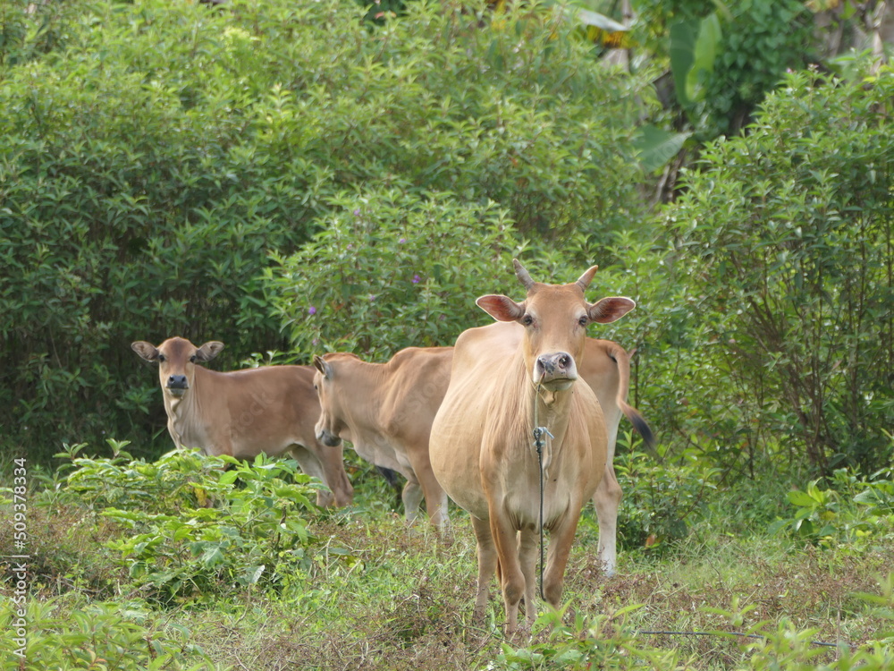 image of herds of cows and calf image of herds of cows and calf