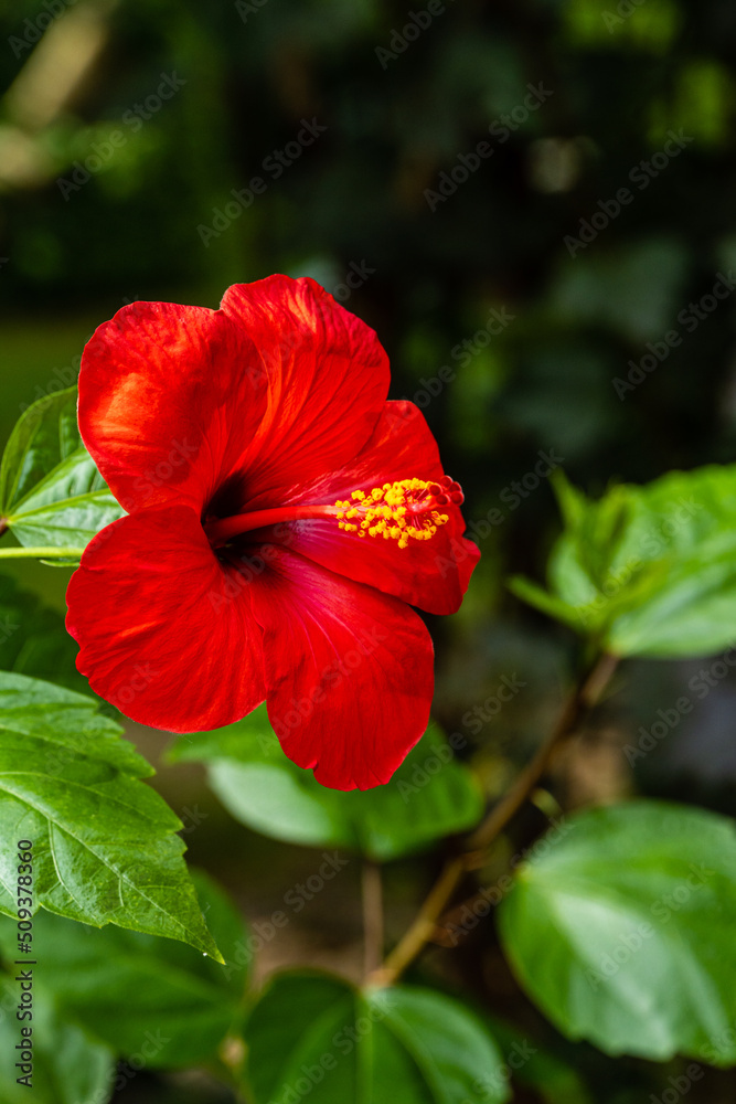 Bright large red flower of Chinese hibiscus (Hibiscus rosa-sinensis) on blurred background of garden greenery. Chinese rose or Hawaiian hibiscus plant in sunlight. Nature concept for design. Bright large red flower of Chinese hibiscus (Hibiscus rosa-sinensis) on blurred background of garden greenery. Chinese rose or Hawaiian hibiscus plant in sunlight. Nature concept for design.