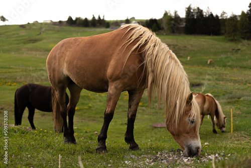 Horses grazing and eating grass