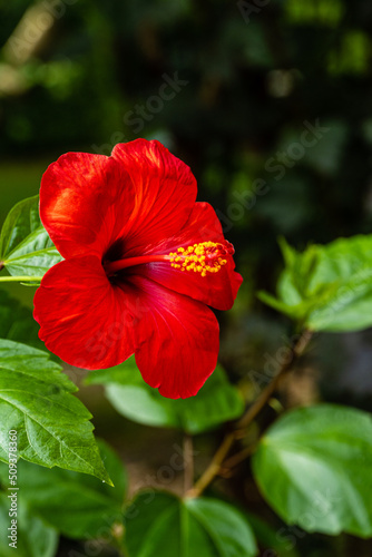 Bright large red flower of Chinese hibiscus (Hibiscus rosa-sinensis) on blurred background of garden greenery. Chinese rose or Hawaiian hibiscus plant in sunlight. Nature concept for design. © AlexanderDenisenko