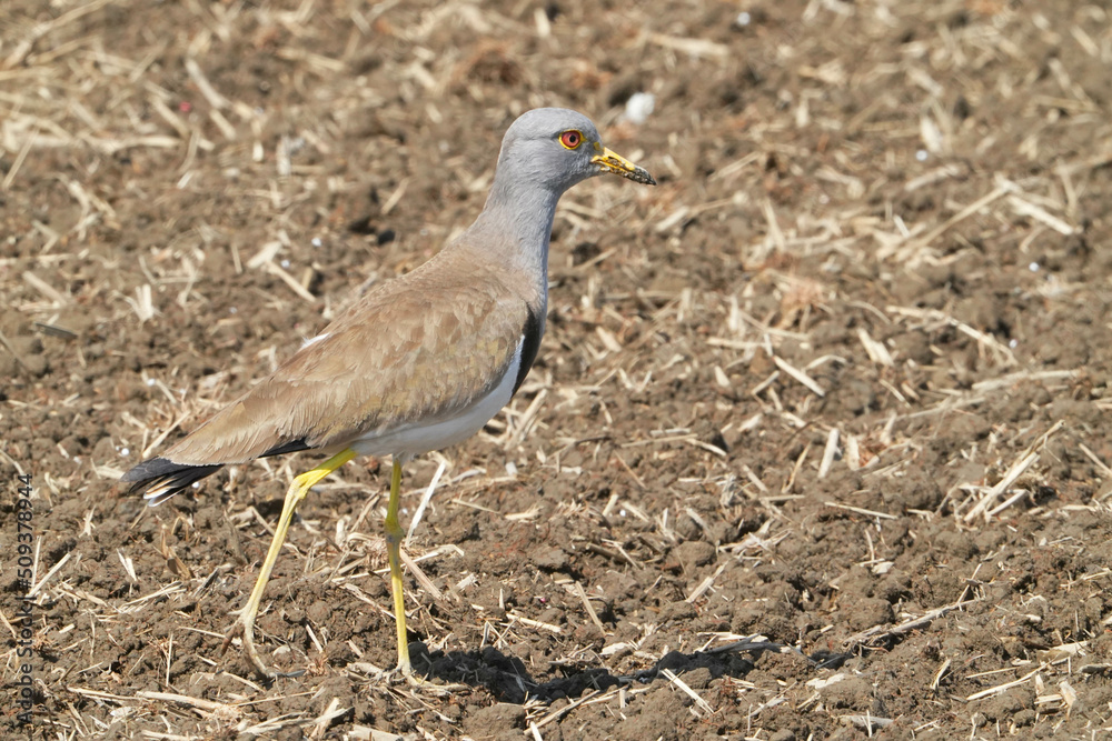 Obraz premium ケリ