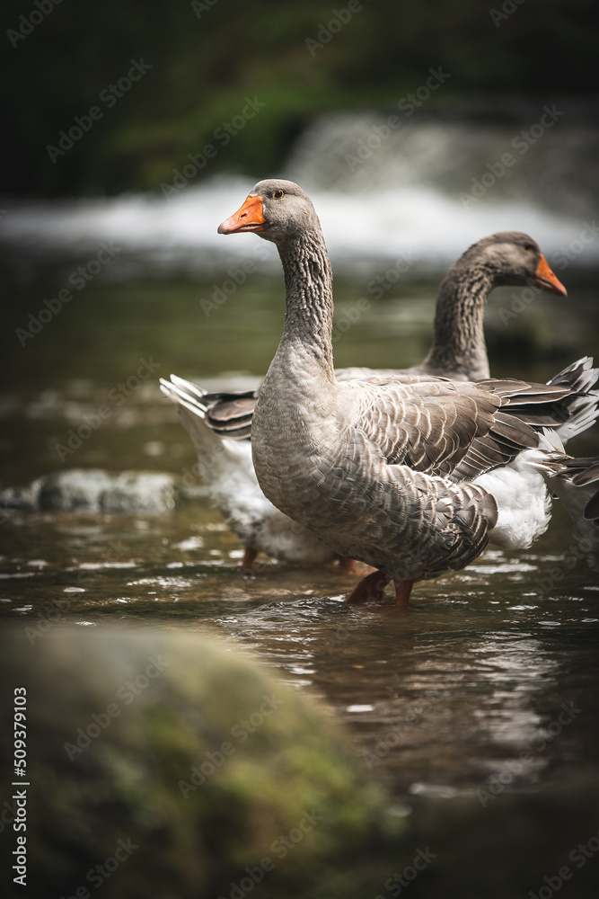 goose on the water goose on the water