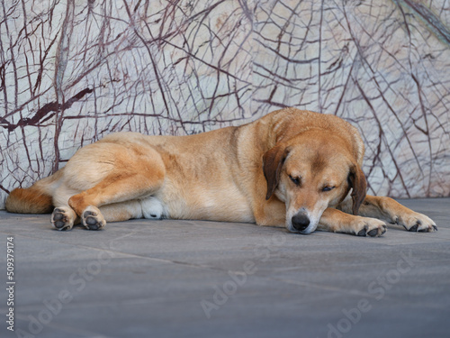 beautiful dog lying on the stone floor