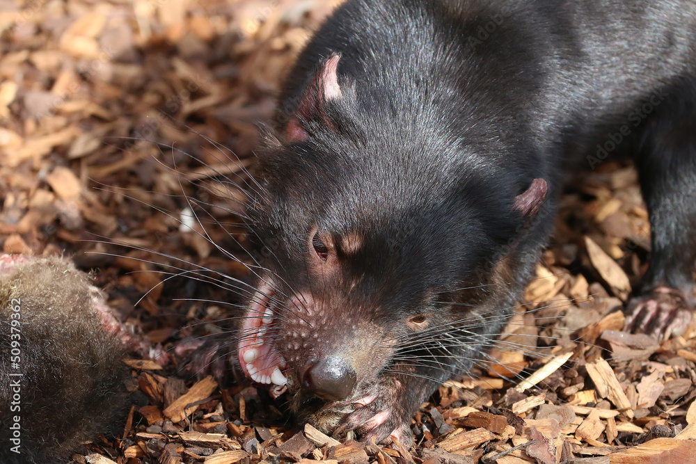 Tasmanian devil eats, gnaws a piece of meat, muzzle, mouth and teeth close-up Tasmanian devil eats, gnaws a piece of meat, muzzle, mouth and teeth close-up