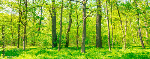 Green sunny forest panorama with green trees and spring leaves