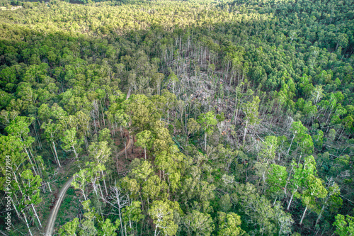 Aerial view of the Wombat State Forest with fallen trees near Lyonville, 9 months after a severe storm on 10 June 2021, Victoria, Australia.