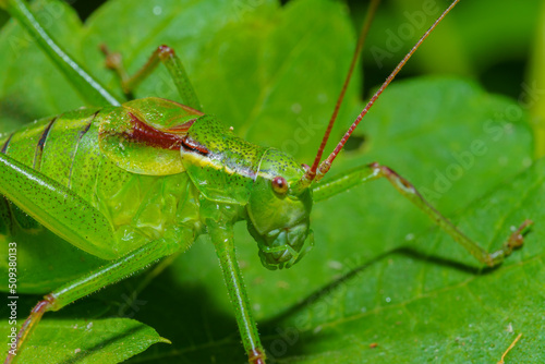 Tettigonia viridissima, the great green bush-cricket, is a large species of katydid or bush-cricket belonging to the family Tettigoniidae, subfamily Tettigoniinae. Selective focus image.