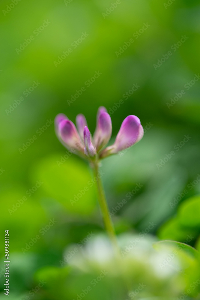 Fototapeta premium レンゲ