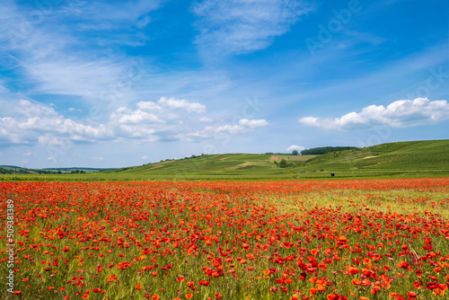 View of a field with red poppies in full bloom and vineyards in the background