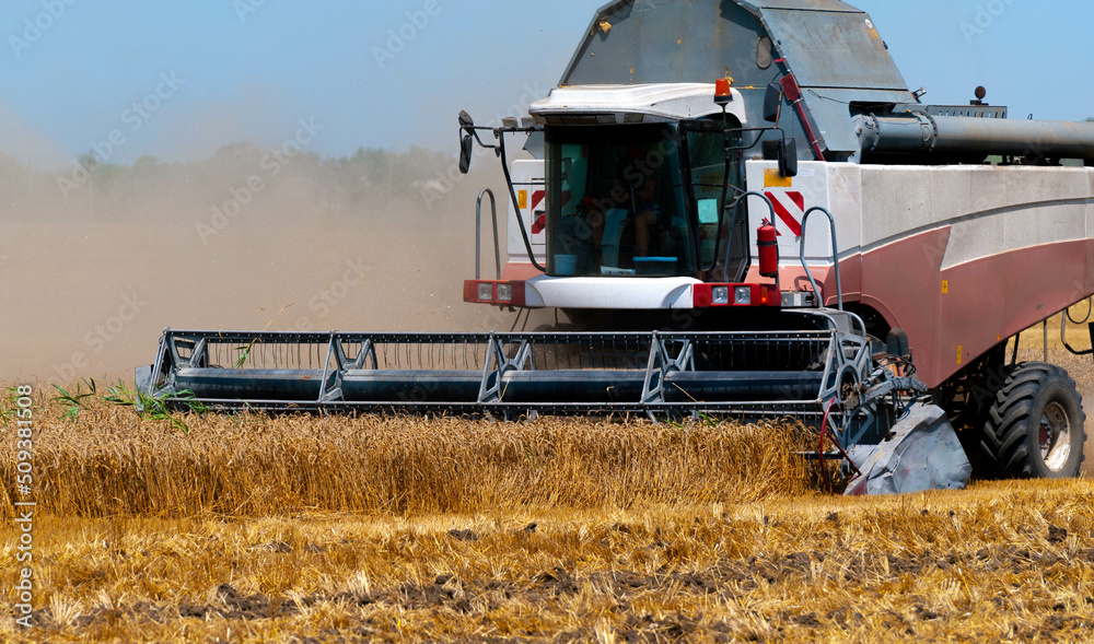 Fototapeta premium a huge powerful combine harvester collects wheat with large blades and raises heavy dust on a hot day