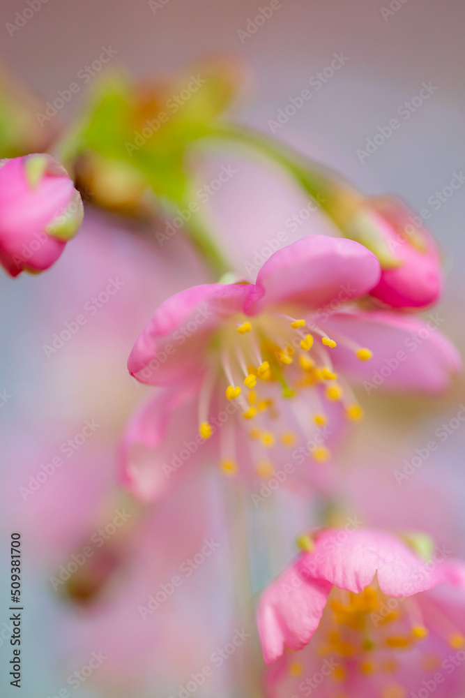 河津桜 河津桜